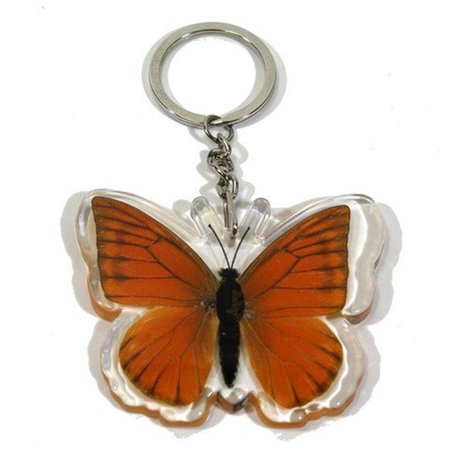 ED SPELDY EAST Ed Speldy East Company BTK103 Real Bug Orange Albatross Butterfly Key Chain BTK103